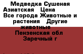 Медведка Сушеная Азиатская › Цена ­ 1 400 - Все города Животные и растения » Другие животные   . Пензенская обл.,Заречный г.